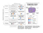 Categorization of pores in sedimentary rocks II