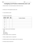 Curli Production in Escherichia coli (E