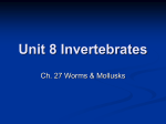 Unit 8 Invertebrates - Jamestown Public Schools