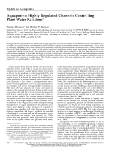 Aquaporins: Highly Regulated Channels Controlling Plant Water