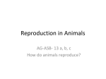 Reproduction in Animals