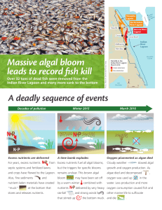 Massive algal bloom leads to record fish kill