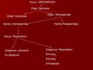 toxoplasmosis new