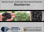 Small Scale Horticultural Production: Blackberries