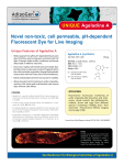 UNIQUE Ageladine A Novel non-toxic, cell permeable, pH