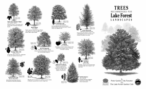 Trees Recommended for Lake Forest Landscapes