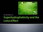 Superhydrophobicity and the Lotus Effect - T
