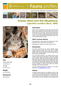 Greater Stick-nest Rat (Wopilkara)