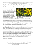 NICE! Engelmann Daisy Information sheet