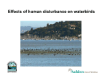 Effects of human disturbance on waterbirds