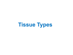 Tissue Types - Waterford Public Schools