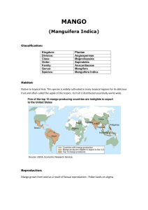 MANGO (Manguifera Indica)