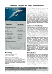 Kogia spp. – Pygmy and Dwarf Sperm Whales