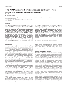 The AMP-activated protein kinase pathway – new