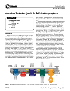 Monoclonal Antibodies Specific for Oxidative Phosphorylation