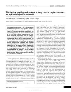 The bovine papillomavirus type 4 long control region contains an