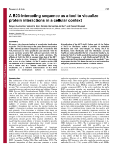 A B23-interacting sequence as a tool to visualize protein interactions