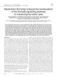Neotendon formation induced by manipulation of the Smad8