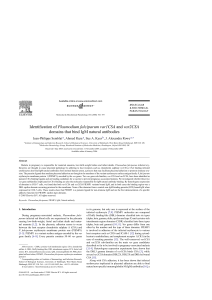 Identification of Plasmodium falciparum var1CSA