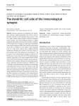 The dendritic cell side of the immunological synapse