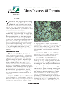 Virus Diseases Of Tomato - Alabama Cooperative Extension System