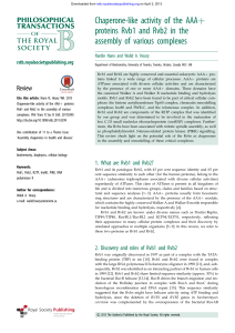 Chaperone-like activity of the AAAş proteins Rvb1 and