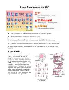 Genes Chromosomes and DNA