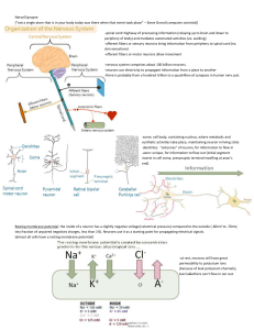 doc Nerve and synapses
