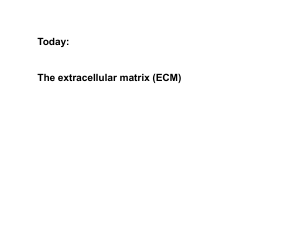 The extracellular matrix (ECM)