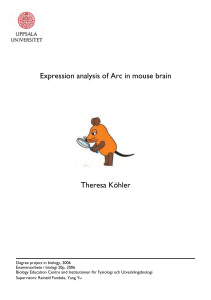 Expression analysis of Arc in mouse brain Theresa Köhler