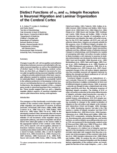 Distinct Functions of 3 and V Integrin Receptors