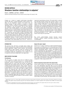 Structure–function relationships in calpains1