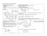 Lecture 3 Binding of small molecules to DNA