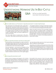 Understanding Hormone Use in Beef Cattle
