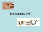 Manipulating DNA