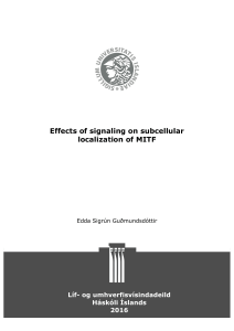 Effects of signaling on subcellular localization of MITF