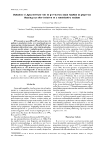 Detection of Agrobacterium vitis by polymerase chain reaction in