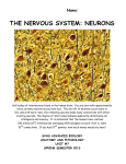 Nervous system Lab - Sonoma Valley High School
