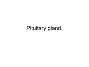 HAP - Unit 7 - Pituitary Glands - bushelman-hap