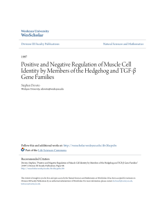 Positive and Negative Regulation of Muscle Cell