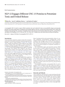NLP-12 Engages Different UNC-13 Proteins to Potentiate Tonic and