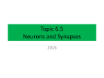 Ch 48: Nervous System