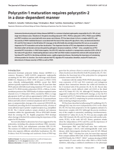 Polycystin-1 maturation requires polycystin-2 in a dose