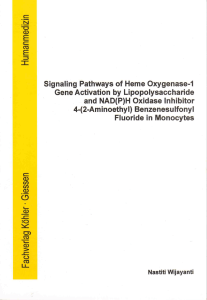 Signaling Pathways of Heme Oxygenase