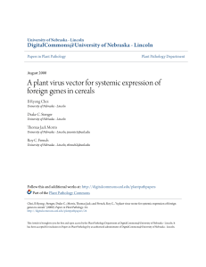 A plant virus vector for systemic expression of foreign genes in cereals