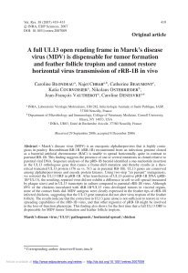 A full UL13 open reading frame in Marek`s disease virus (MDV) is