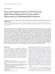 Fatty Acid Transport Protein 4 (FATP4) Prevents Light