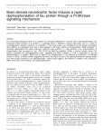 Brain-derived neurotrophic factor induces a rapid dephosphorylation