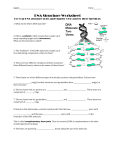 DNA Structure Worksheet