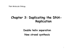 Chapter 3: Duplicating the DNA- Replication